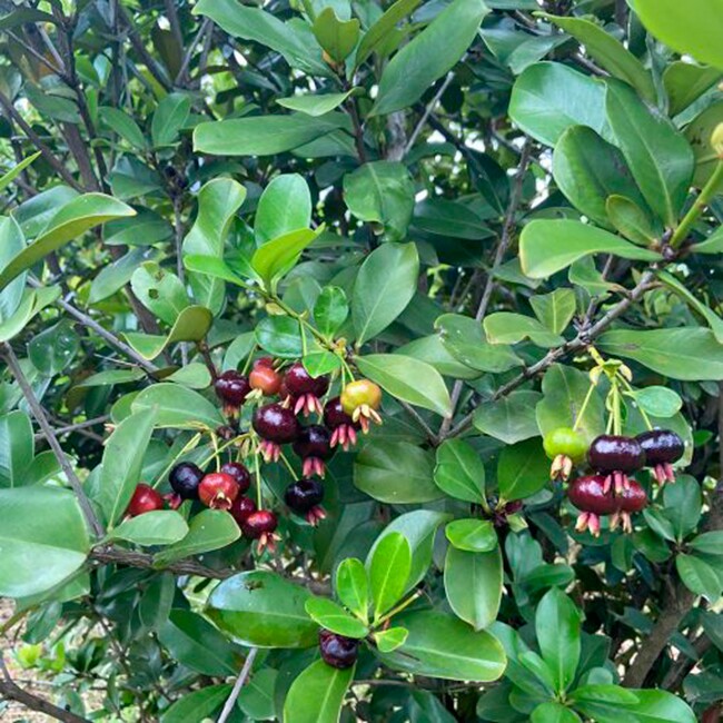 Loại quả đắt nhất thế giới, Việt Nam trồng thành công, là đặc sản 300.000 đồng/kg trồng 1 năm cho thu hoạch - 3