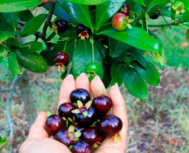 Loại quả đắt nhất thế giới, Việt Nam trồng thành công, là đặc sản 300.000 đồng/kg trồng 1 năm cho thu hoạch - 4