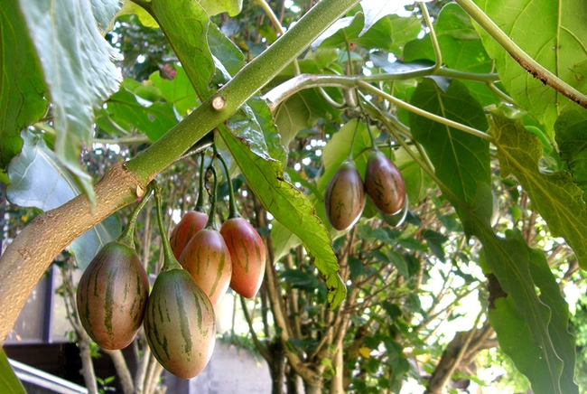 Loại quả đắt đỏ nhất thế giới, Việt Nam trồng đại trà thành đặc sản được ưa chuộng, chỉ 6 tháng cho thu hoạch - 4