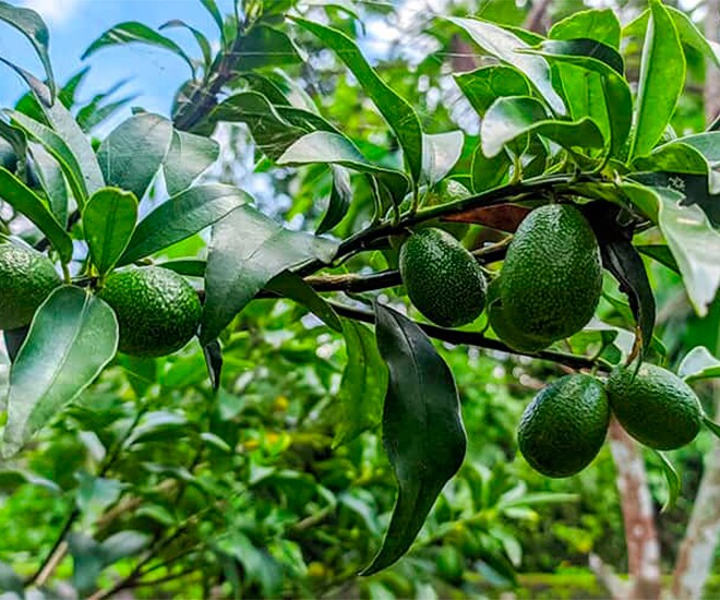 Loại quả được đánh giá amp;#34;tốt nhất thế giớiamp;#34;, ở Việt Nam trồng khắp nơi giá chỉ từ 20.000đ/kg, tốt cho sức khoẻ - 1