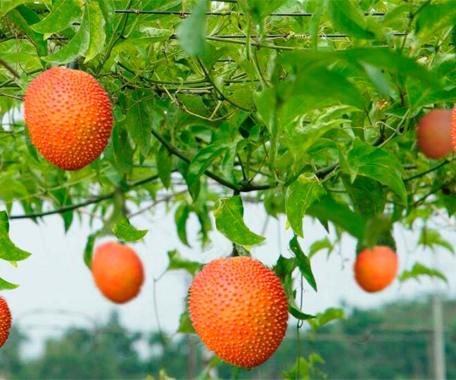 Loại quả mọc bạt ngàn ở Việt Nam được báo Mỹ ca ngợi như amp;#34;báu vậtamp;#34;, chỉ từ 10.000/kg, tốt cho sức khoẻ - 1