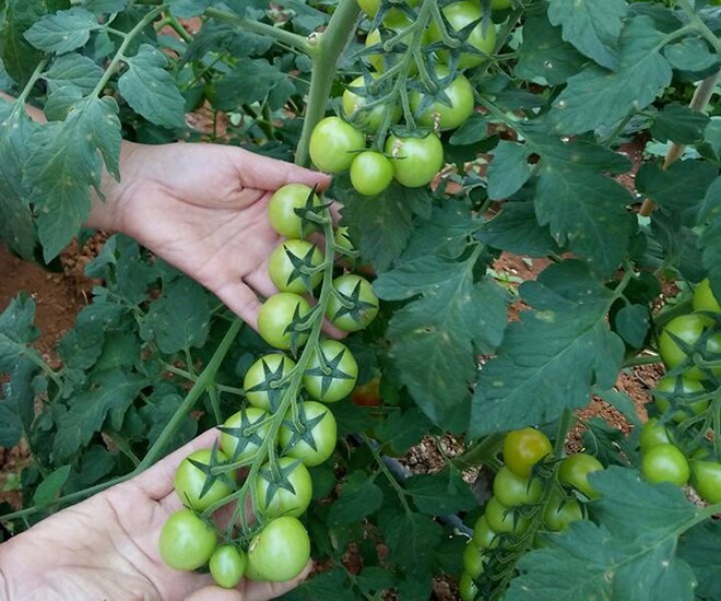 Loại quả nước Mỹ đánh giá amp;#34;tốt nhất thế giớiamp;#34;, trồng khắp nơi ở Việt Nam giá chỉ từ 10.000/kg, tốt cho sức khỏe - 1