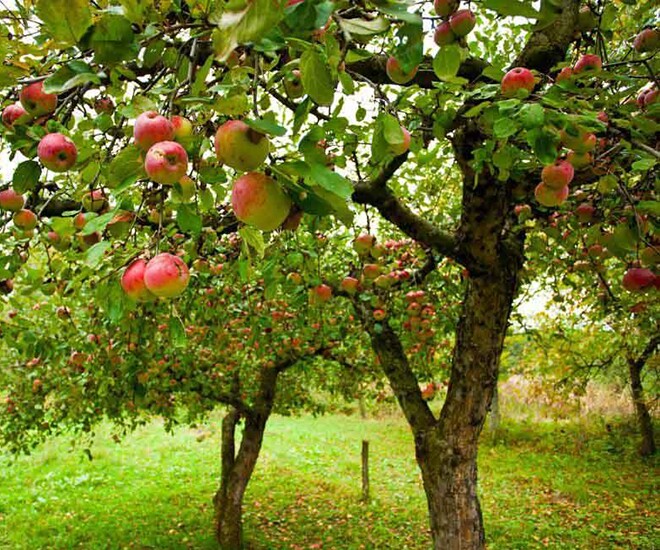 Loại quả ở nước ngoài mọc dại bờ rào giá rẻ như cho, về Việt Nam thành đặc sản đắt đỏ, tốt cho sức khỏe - 1