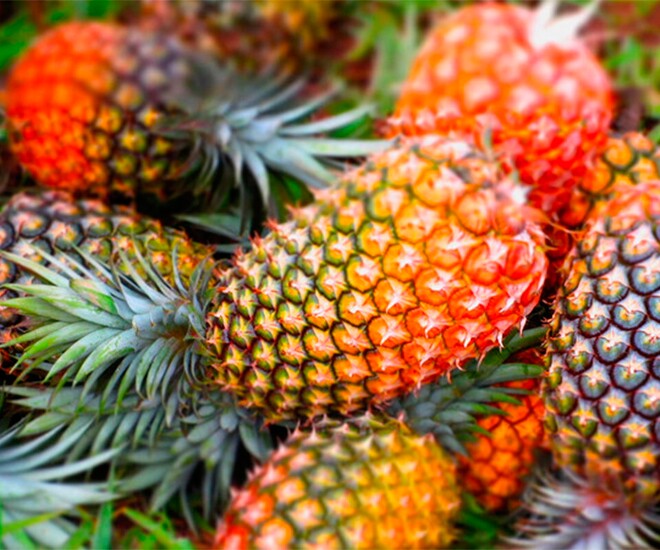 Loại quả amp;#34;tốt nhất thế giớiamp;#34; được trồng bạt ngàn ở Việt Nam, thành đặc sản chỉ từ 11.000 đồng/kg, tốt cho sức khỏe - 1