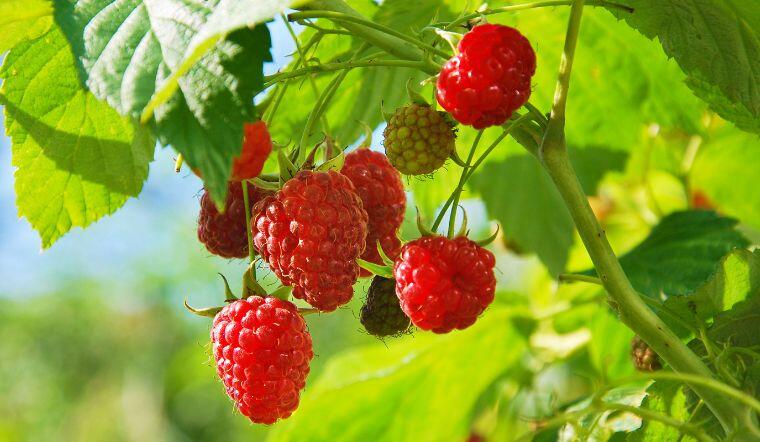 Loại quả amp;#34;tốt nhất thế giớiamp;#34; được trồng bạt ngàn ở Việt Nam, thành đặc sản chỉ từ 70.000 đồng/kg, tốt cho sức khỏe - 4