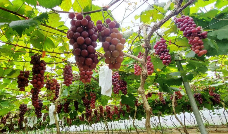 Loại quả amp;#34;tốt nhất thế giớiamp;#34; được trồng đại trà ở Việt Nam, thành đặc sản nổi tiếng chỉ từ 45.000 đồng/kg, tốt cho sức khoẻ - 4