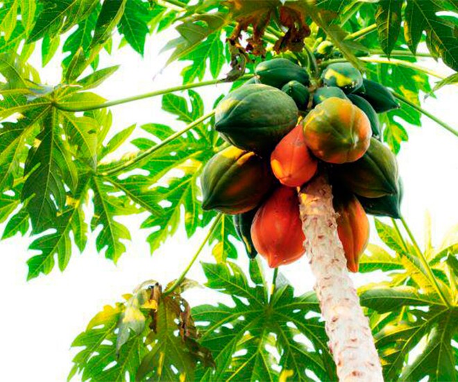 Loại quả amp;#34;tốt nhất thế giớiamp;#34; được trồng bạt ngàn ở Việt Nam, thành đặc sản chỉ từ 15.000/kg, tốt cho sức khoẻ - 1