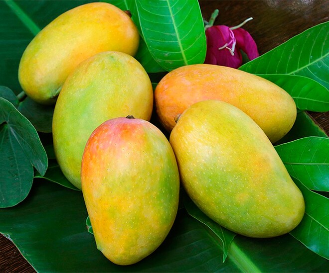 Loại quả amp;#34;tốt nhất thế giớiamp;#34;, Việt Nam trồng bạt ngàn thành đặc sản chỉ từ 10.000 đồng/kg, tốt cho sức khỏe - 1