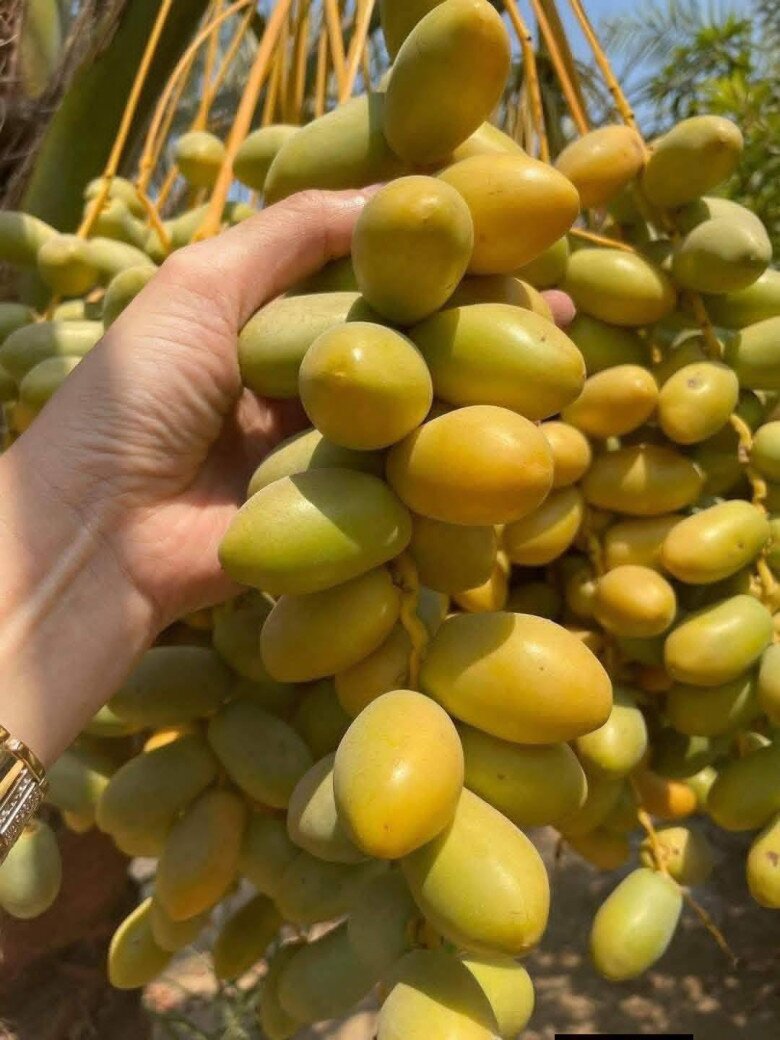 Loại quả amp;#34;tốt nhất thế giớiamp;#34;, Việt Nam trồng bạt ngàn thành đặc sản nổi tiếng được ưa chuộng, tốt cho sức khỏe - 3