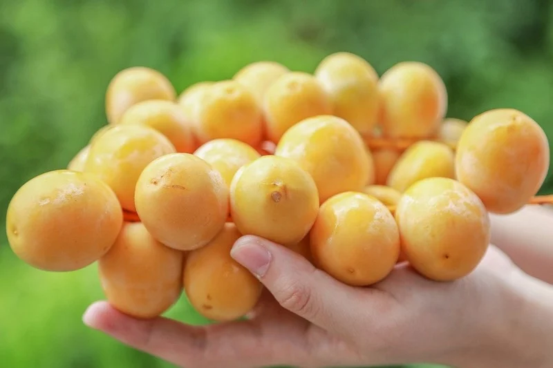 Loại quả amp;#34;tốt nhất thế giớiamp;#34;, Việt Nam trồng bạt ngàn thành đặc sản nổi tiếng được ưa chuộng, tốt cho sức khỏe - 4