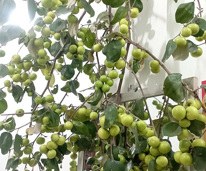 Loại quả amp;#34;tốt nhất thế giớiamp;#34;, Việt Nam trồng bạt ngàn thu hoạch nhiều năm, thành đặc sản nổi tiếng giá 80.000 đồng/kg - 1