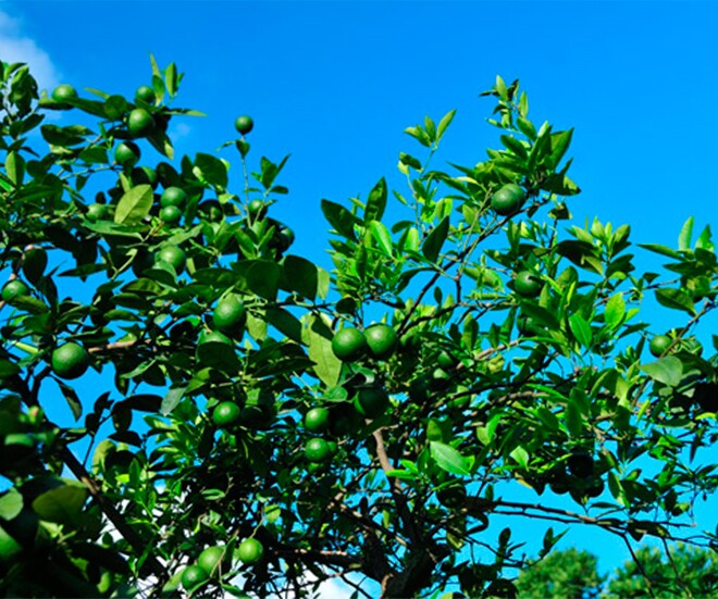 Loại quả amp;#34;tốt nhất thế giớiamp;#34;, Việt Nam trồng khắp nơi thành đặc sản chỉ từ 8.000 đồng/kg, tốt cho sức khoẻ - 1