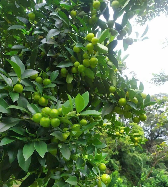 Loại quả xưa chín rụng chỉ dành cho amp;#34;người nghèoamp;#34;, nay thành đặc sản nổi tiếng được ưa chuộng, 100.000 đồng/kg - 2