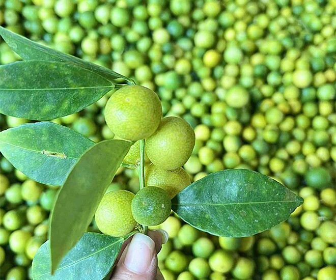 Loại quả xưa chín rụng chỉ dành cho amp;#34;người nghèoamp;#34;, nay thành đặc sản nổi tiếng được ưa chuộng, 100.000 đồng/kg - 1