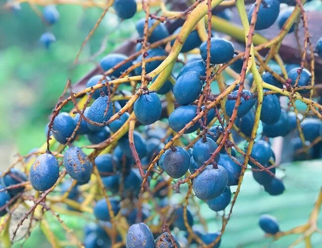 Cây cọ cao và nhiều gai nên việc thu hái không hề dễ dàng