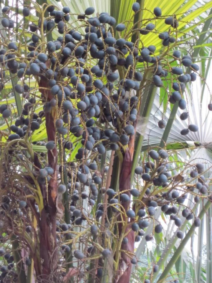 Những tháng cuối năm là thời điểm trái cọ chín rộ, người dân thu hái rồi vận chuyển về thành phố để bán