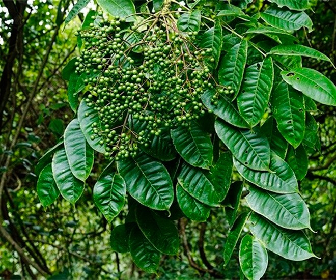 Loại quả xưa chín rụng đầy không ai ngó ngàng, nay thành đặc sản người thành phố ưa chuộng vì có hương vị lạ, 300.000 đồng/kg - 1