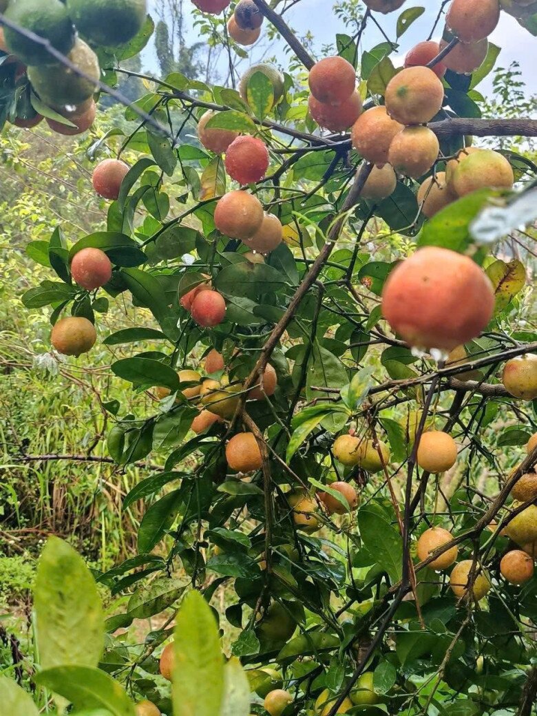 Loại quả xưa chín rụng không ai ngó ngàng, nay thành đặc sản nổi tiếng được ưa chuộng, 75.000 đồng/kg - 4