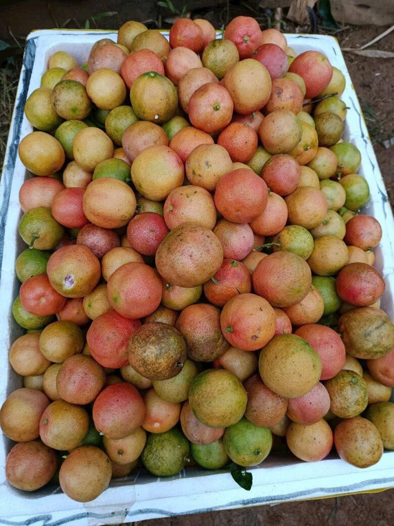 Loại quả xưa chín rụng không ai ngó ngàng, nay thành đặc sản nổi tiếng được ưa chuộng, 75.000 đồng/kg - 5
