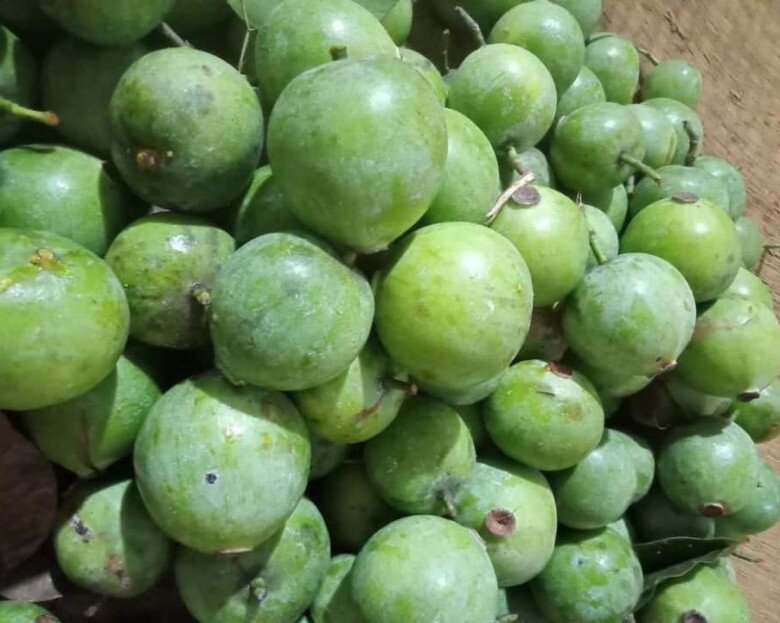 Loại quả xưa chín rụng không ai ngó ngàng, nay thành đặc sản nổi tiếng ở thành phố được ưa chuộng, 60.000 đồng/kg - 3