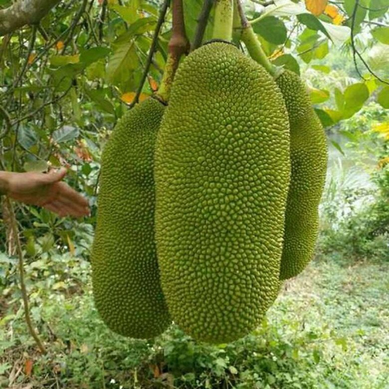 Loại quả xưa không ai biết đến, nay thành đặc sản được ưa chuộng vì hương vị lạ giá 70.000 đồng/kg, tốt cho sức khỏe - 3