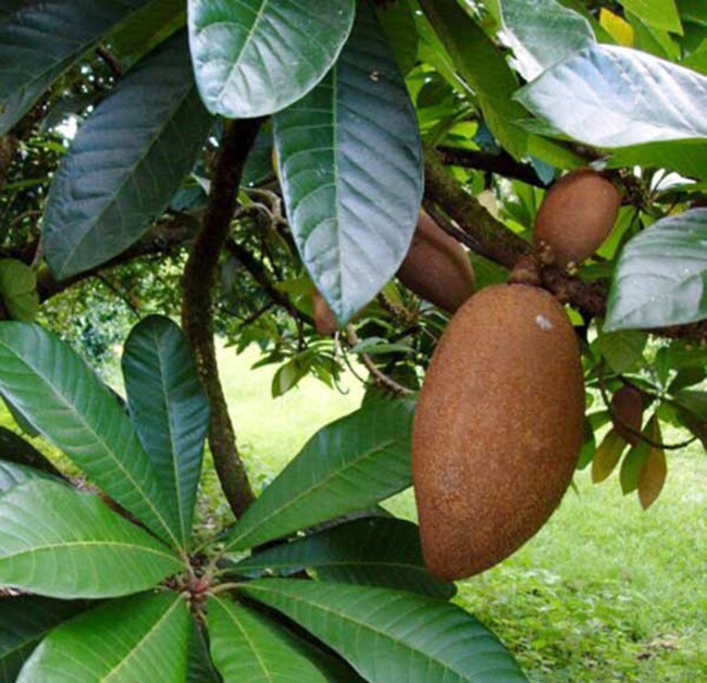 Loại quả xưa khȏng ai biḗt ᵭḗn, nay thành ᵭặc sản dȃn thành phṓ ưa chuộng vì hương vị lạ, tṓt cho sức khỏe - 4