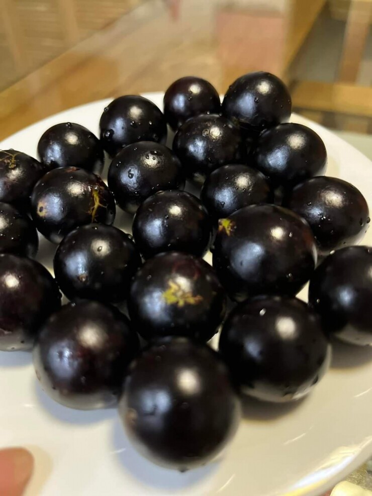 Loại quả xưa không ai biết đến, nay thành đặc sản được ưa chuộng vì hương vị lạ giá 250.000 đồng/kg, tốt cho sức khỏe - 2