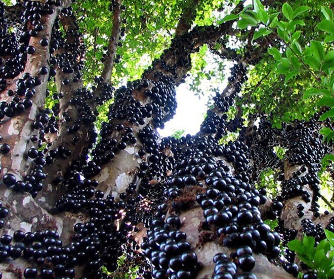 Loại quả xưa không ai biết đến, nay thành đặc sản được ưa chuộng vì hương vị lạ giá 250.000 đồng/kg, tốt cho sức khỏe - 1