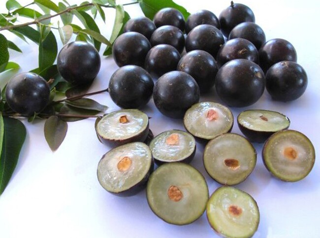 Loại quả xưa không ai biết đến, nay thành đặc sản được ưa chuộng vì hương vị lạ giá 250.000 đồng/kg, tốt cho sức khỏe - 3