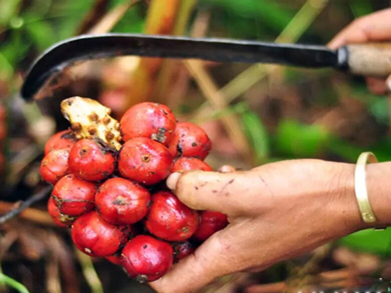 Loại quả xưa rụng đầy không ai ngó ngàng, giờ thành đặc sản có hương vị lạ được ưa chuộng, 200.000 đồng/kg - 2