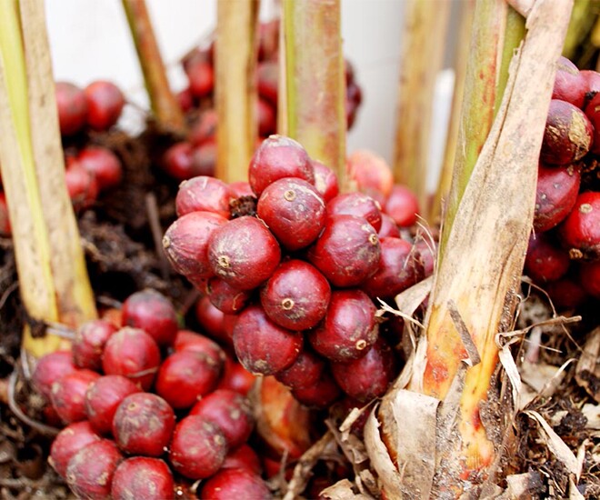 Loại quả xưa rụng đầy không ai ngó ngàng, giờ thành đặc sản có hương vị lạ được ưa chuộng, 200.000 đồng/kg - 1