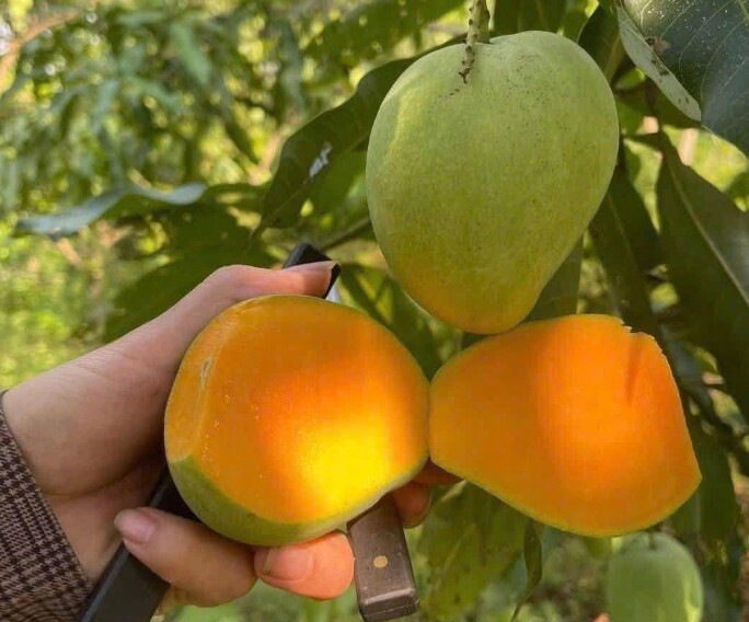 Mùa thu hoạch xoài tròn Yên Châu thường rơi vào tháng 5 và tháng 6, kéo dài chỉ khoảng hơn một tháng.