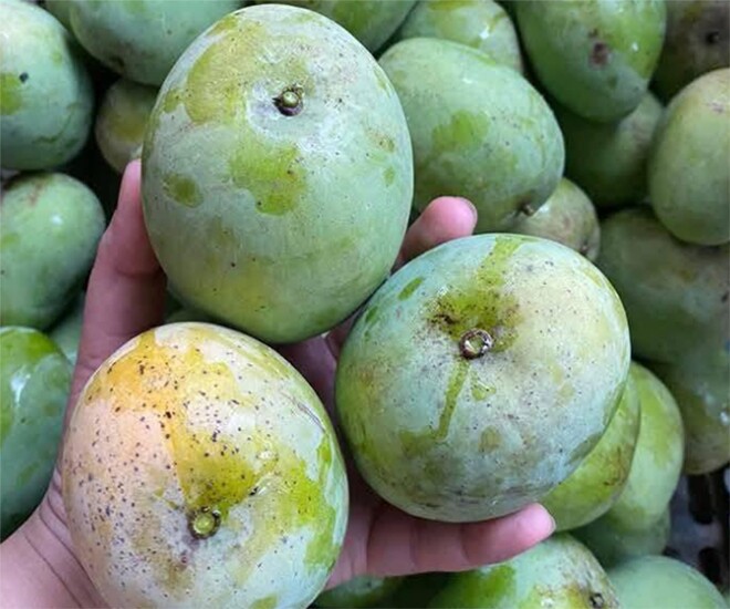 Xoài tròn Yên Châu vỏ xanh hơi nhám, điểm thêm những vệt nâu đen tự nhiên