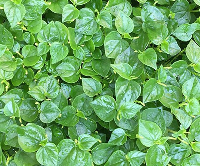 Loại rau thế giới ca tụng là amp;#34;thảo dược quýamp;#34;, ở Việt Nam trồng bạt ngàn thành đặc sản 80.000/kg, chỉ 45 ngày cho thu hoạch  - 1