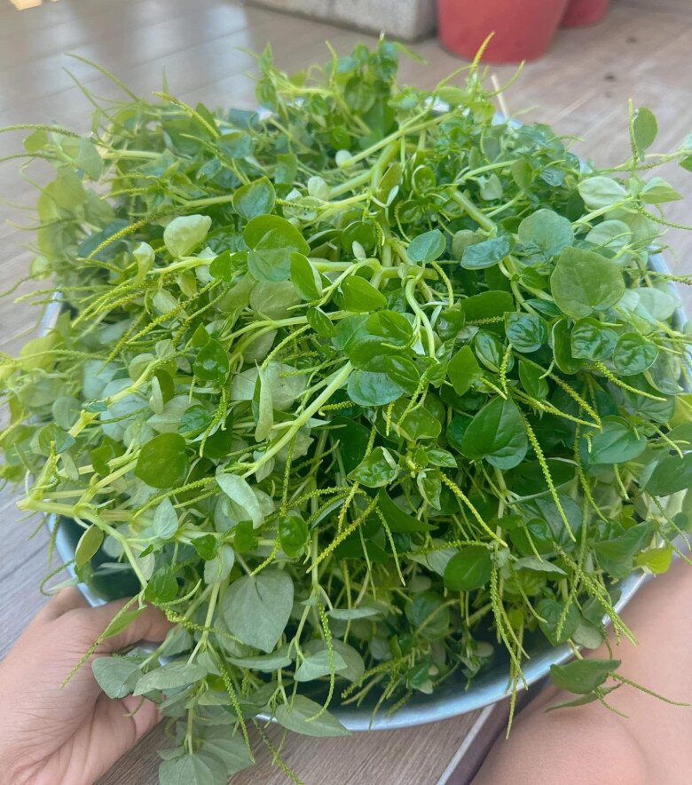 Loại rau thế giới ca tụng là amp;#34;thảo dược quýamp;#34;, ở Việt Nam trồng bạt ngàn thành đặc sản 80.000/kg, chỉ 45 ngày cho thu hoạch  - 4