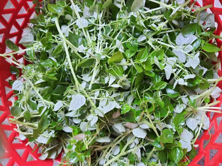 Loại rau thế giới ca tụng là amp;#34;thảo dược quýamp;#34;, ở Việt Nam trồng bạt ngàn thành đặc sản 80.000/kg, chỉ 45 ngày cho thu hoạch  - 2