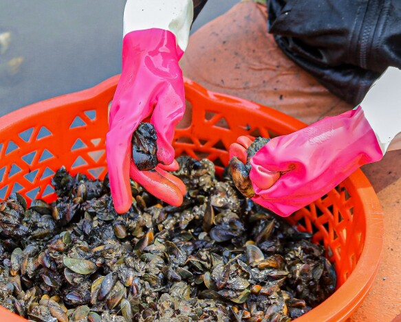 amp;#34;Lộc trờiamp;#34; ẩn dưới bùn đất, xưa dành cho người nghèo nay thành đặc sản có hương vị lạ được ưa chuộng, 100.000 đồng/kg - 2