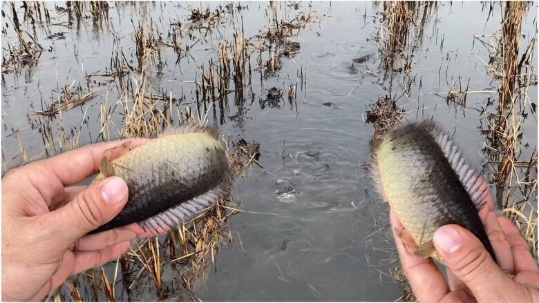 amp;#34;Lộc trờiamp;#34; ẩn trong bùn đất, xưa dành cho người nghèo nay thành đặc sản người thành phố ưa chuộng, 250.000 đồng/kg - 3