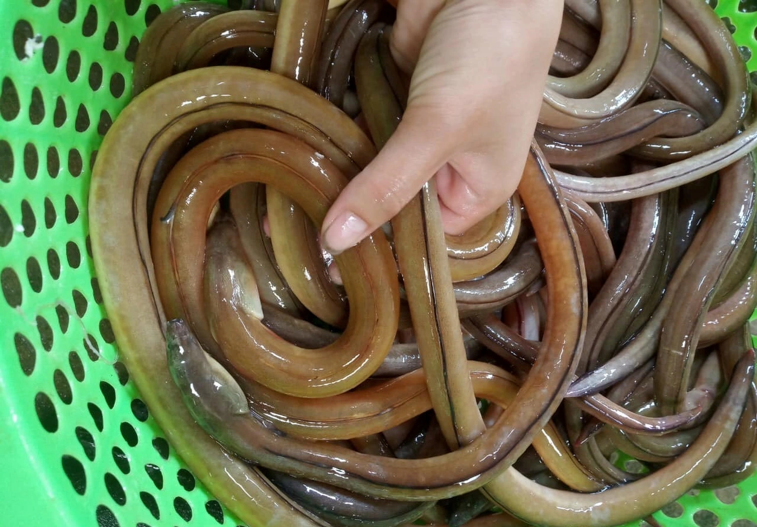 amp;#34;Lộc trờiamp;#34; ẩn trong bùn đất giờ lên đời thành đặc sản được ưa chuộng, người dân bắt về bán giá 600.000 đồng/kg - 2