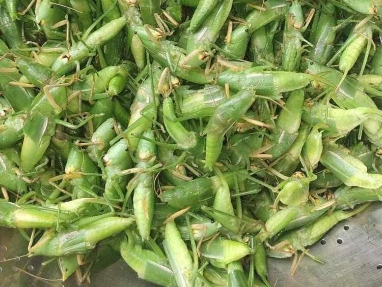 amp;#34;Lộc trờiamp;#34; xuất hiện khi trời tối, dân rọi đèn bắt về bán 400.000 đồng/kg, thành đặc sản lạ được ưa chuộng ở thành phố - 2