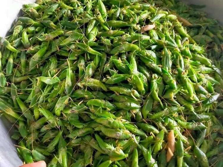 amp;#34;Lộc trờiamp;#34; xuất hiện khi trời tối, dân rọi đèn bắt về bán 400.000 đồng/kg, thành đặc sản lạ được ưa chuộng ở thành phố - 3