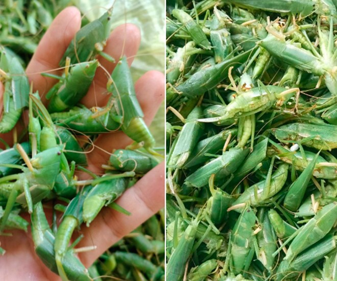 amp;#34;Lộc trờiamp;#34; xuất hiện khi trời tối, dân rọi đèn bắt về bán 400.000 đồng/kg, thành đặc sản lạ được ưa chuộng ở thành phố - 1