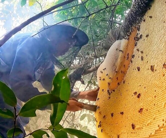 Mật ong khoái vô cùng quý hiếm và đắt đỏ, vào mùa từ tháng 3 đến tháng 6 khi hoa rừng nở rộ