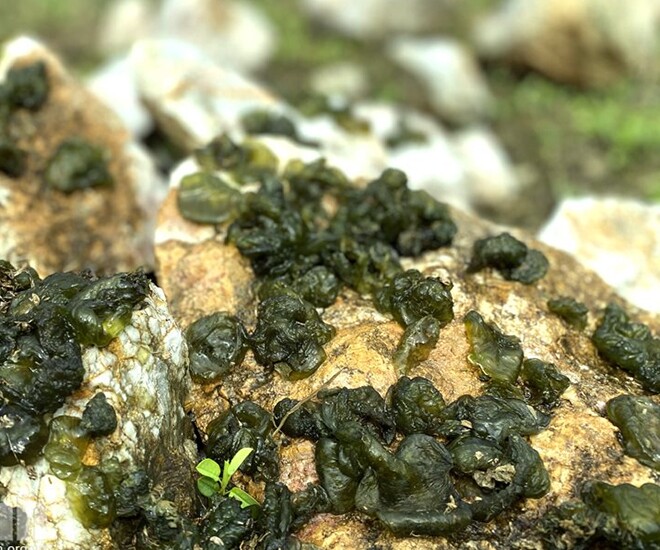 amp;#34;Lộc trờiamp;#34; xuất hiện khi trời mưa, xưa dành cho người nghèo nay thành đặc sản người thành phố ưa chuộng, 100.000 đồng/kg - 1