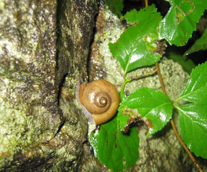 amp;#34;Lộc trờiamp;#34; xuất hiện khi trời mưa, xưa không ai ngó ngàng nay thành đặc sản người thành phố ưa chuộng, 150.000 đồng/kg - 1