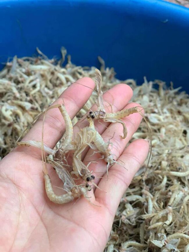 Để săn được con vờ phải có kinh nghiệm