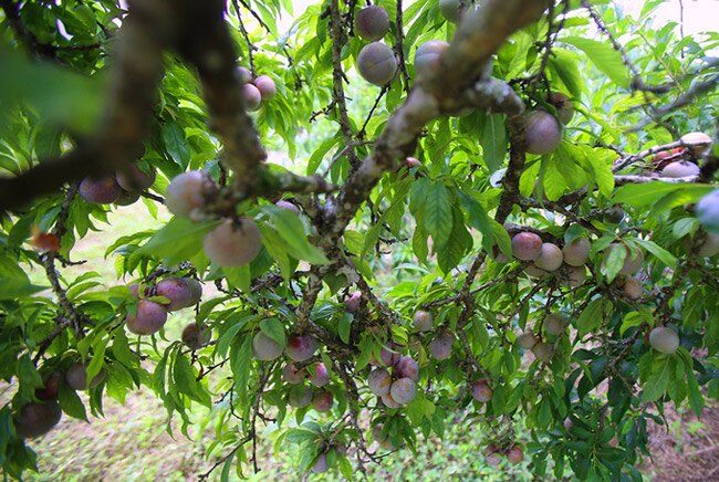 Loại quả được đánh giá amp;#34;tốt nhất thế giớiamp;#34;, ở Việt Nam trồng bạt ngàn giá chỉ từ 10.000 đồng/kg, tốt cho sức khoẻ - 2