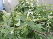 Sức khỏe - Món xưa người nghèo ăn đến chán ngán, nay thành đặc sản có hương vị lạ ở thành phố giá 100.000 đồng/kg, tốt cho sức khỏe