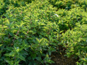 Tin tức - Nghề lạ ở Việt Nam: Cây dại mọc bờ rào mang về trồng 4 tháng là thu hoạch, dân hái bán quanh năm, thành đặc sản nổi tiếng