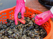 Tiêu dùng - "Lộc trời" ẩn dưới bùn đất, xưa dành cho người nghèo nay thành đặc sản có hương vị lạ được ưa chuộng, 100.000 đồng/kg